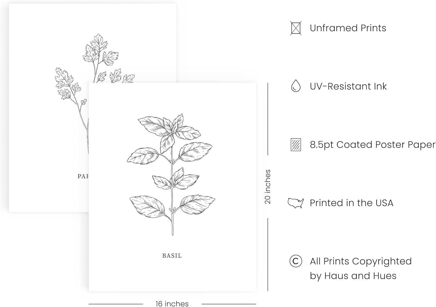 imageHAUS AND HUES Floral ampamp Plant Posters  Set of 6 Botanical Prints Flower ampamp Plant Wall Art Botanical Decor Unframed 16x20Black  White Herbs