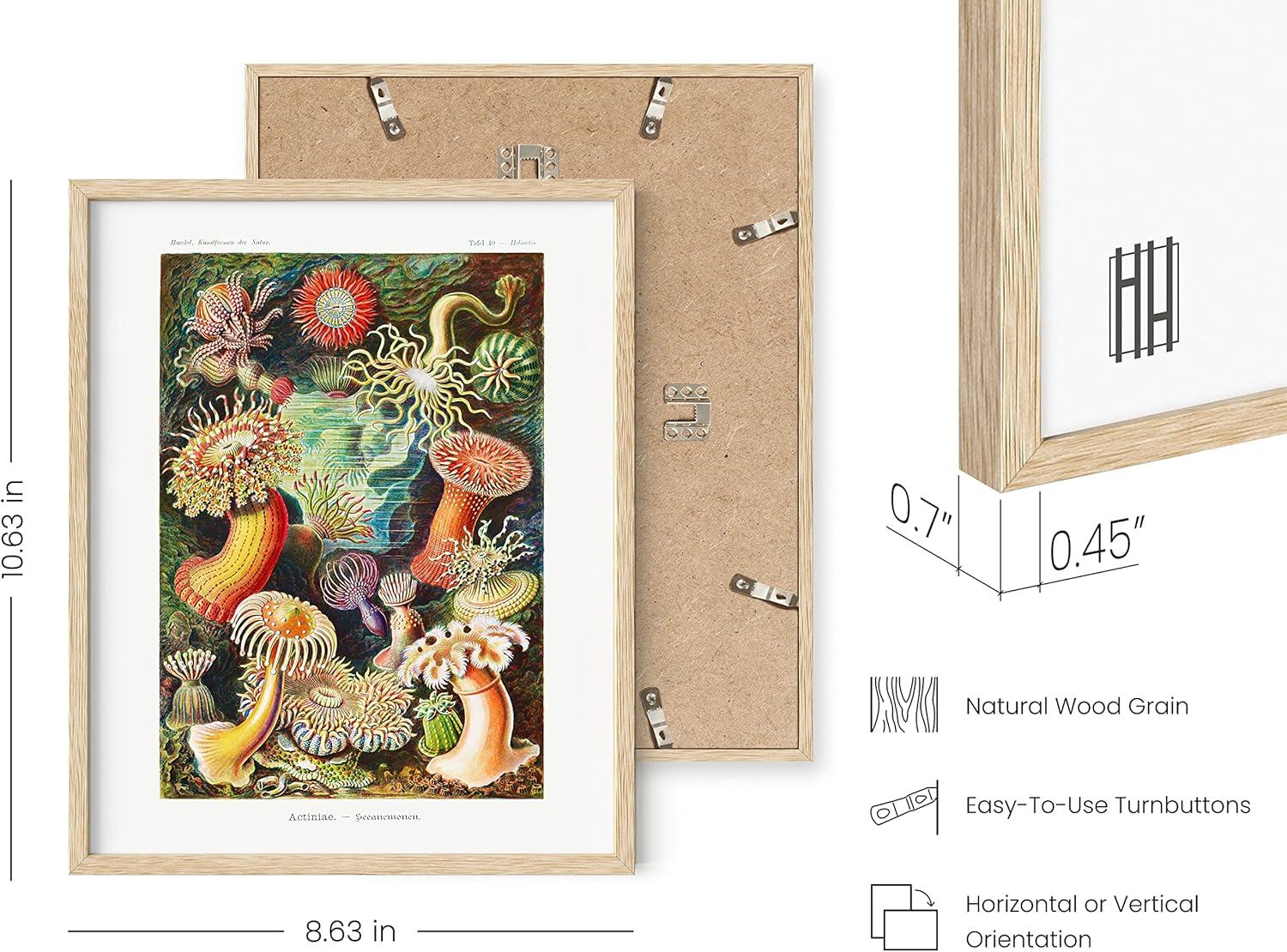 imageHAUS AND HUES Floral ampamp Plant Posters  Set of 6 Botanical Prints Flower ampamp Plant Wall Art Botanical Decor Unframed 16x20Ernst Haeckel Set