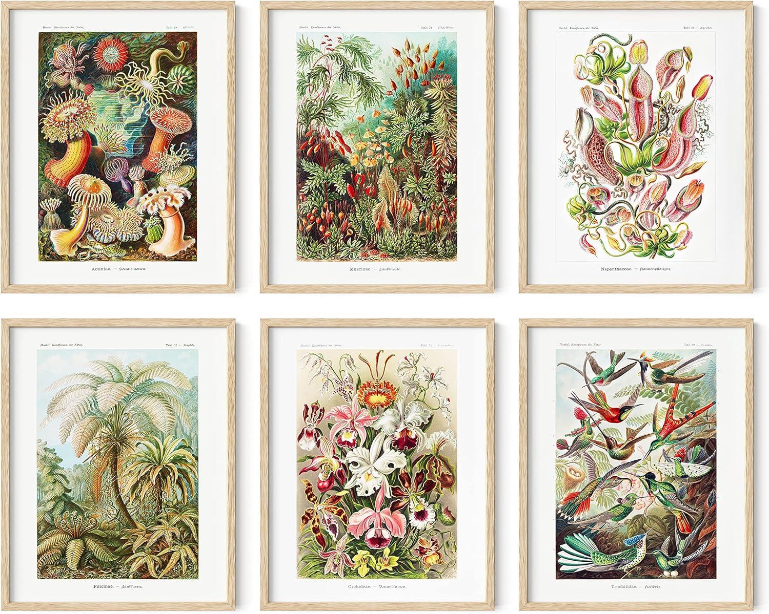 imageHAUS AND HUES Floral ampamp Plant Posters  Set of 6 Botanical Prints Flower ampamp Plant Wall Art Botanical Decor Unframed 16x20Ernst Haeckel Set
