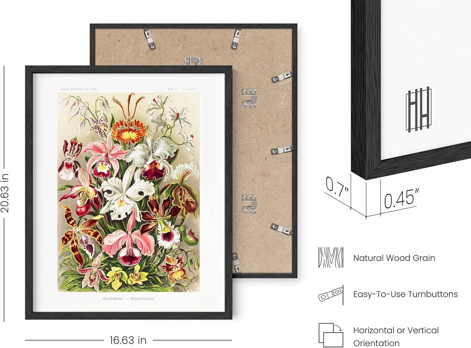 imageHAUS AND HUES Kitchen Herbs Wall Art Decor and Kitchen Signs Wall Decor  Herb Prints Kitchen Wall Art Kitchen Prints Minimalist Herb Drawings 8x10 with Black FrameErnst Haeckel Set