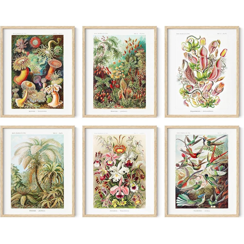 imageHAUS AND HUES Floral ampamp Plant Posters  Set of 6 Botanical Prints Flower ampamp Plant Wall Art Botanical Decor Unframed 16x20Ernst Haeckel Set