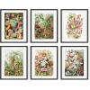 imageHAUS AND HUES Leaf Prints  Set of 6 Botanical Art Prints Eucalyptus Leaves Wall Decor Plant ampamp Botanical Wall Art Beige Frame 16x20Ernst Haeckel Set