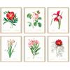 imageHAUS AND HUES Leaf Prints  Set of 6 Botanical Art Prints Eucalyptus Leaves Wall Decor Plant ampamp Botanical Wall Art Beige Frame 16x20Vintage Flowers Set
