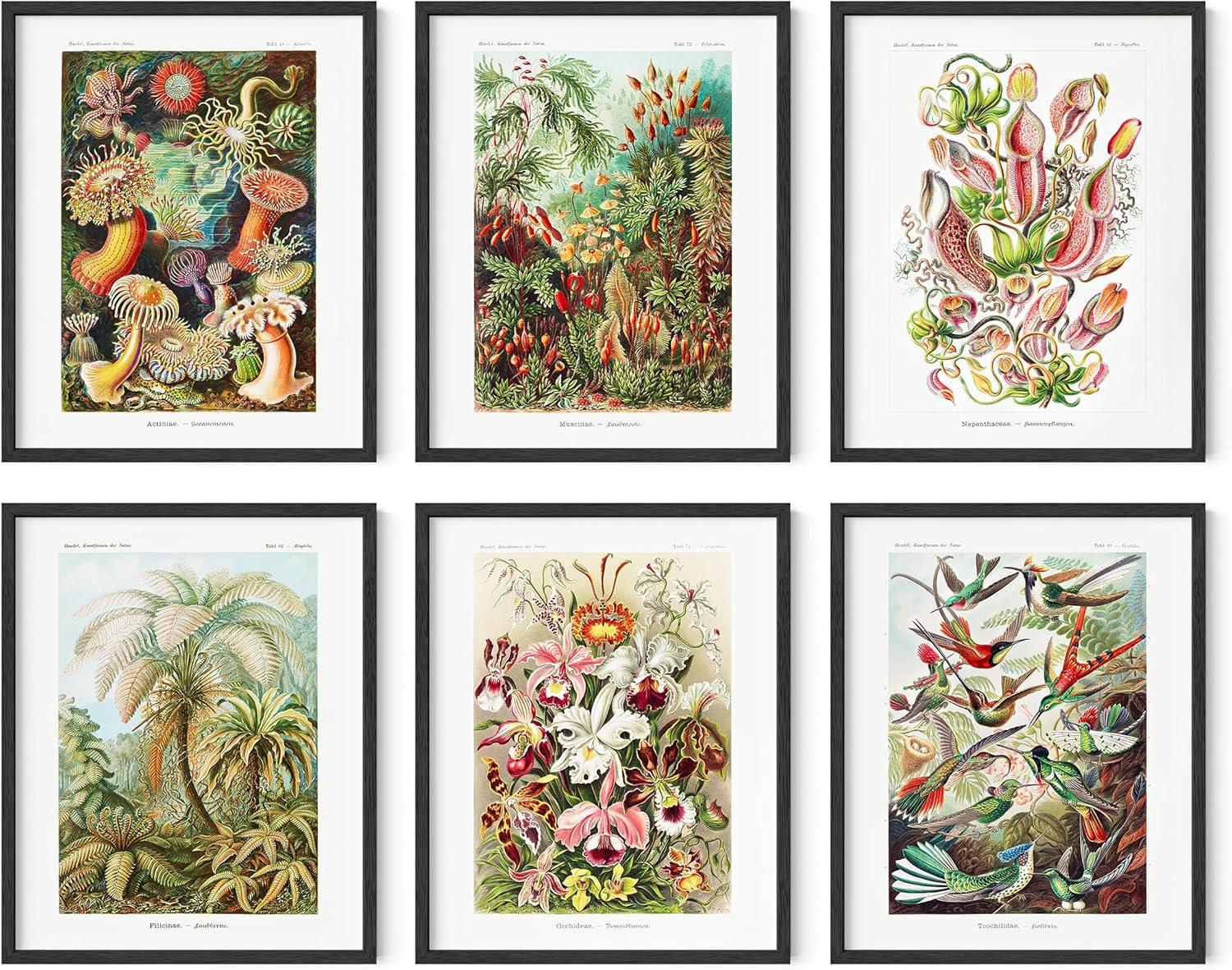 imageHAUS AND HUES Vintage Flower Posters and Prints  Set of 6 Wildflower Wall Art Botanical Plant Prints Vintage Floral Art Nature Wall Decor Unframed 16x20Ernst Haeckel Set