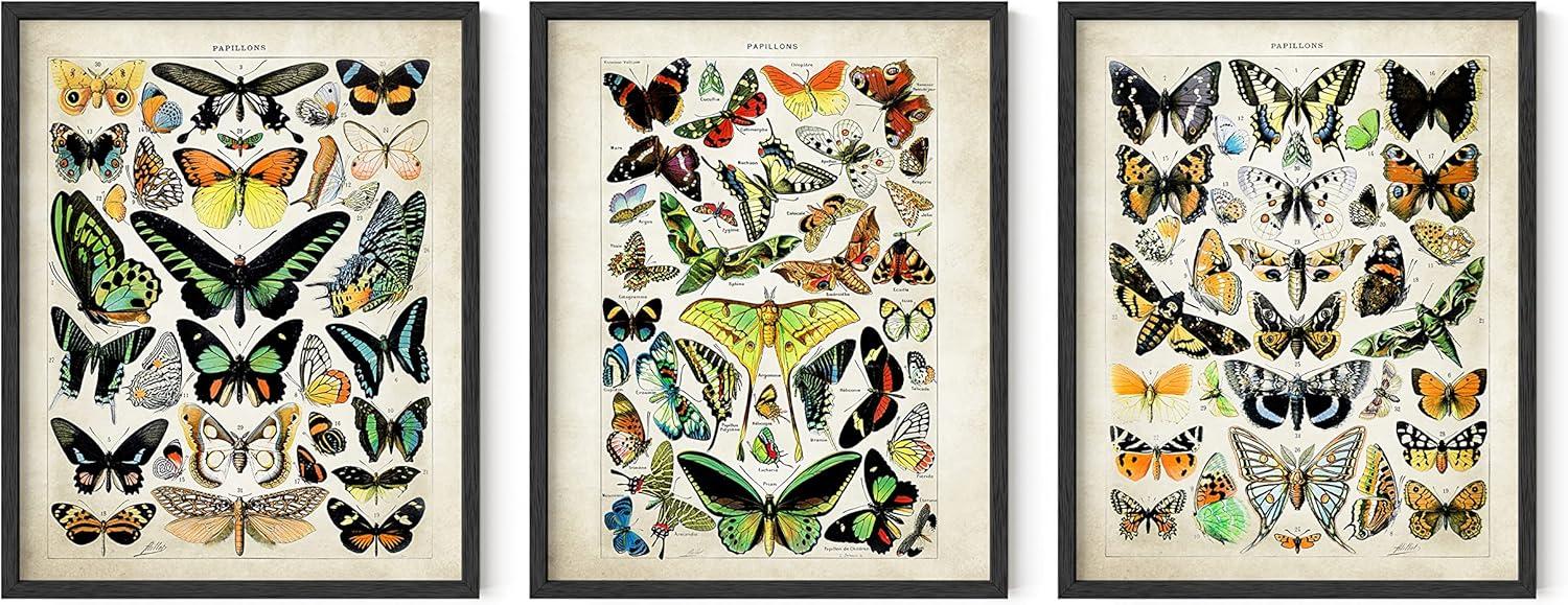 imageHAUS AND HUES Vintage Butterfly Posters  Set of 3 Butterfly Wall Art Vintage Botanical Prints Posters for Room Aesthetic Vintage Pictures Wall Decor Unframed 11x14Adolphe Butterfly