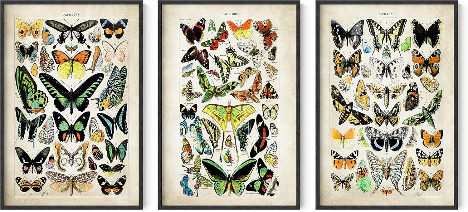 imageHAUS AND HUES Vintage Butterfly Posters  Set of 3 Butterfly Wall Art Vintage Botanical Prints Posters for Room Aesthetic Vintage Pictures Wall Decor Unframed 11x14Adolphe Butterfly