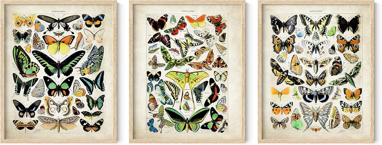 imageHAUS AND HUES Vintage Butterfly Posters  Set of 3 Butterfly Wall Art Vintage Botanical Prints Posters for Room Aesthetic Vintage Pictures Wall Decor Unframed 11x14Adolphe Butterfly