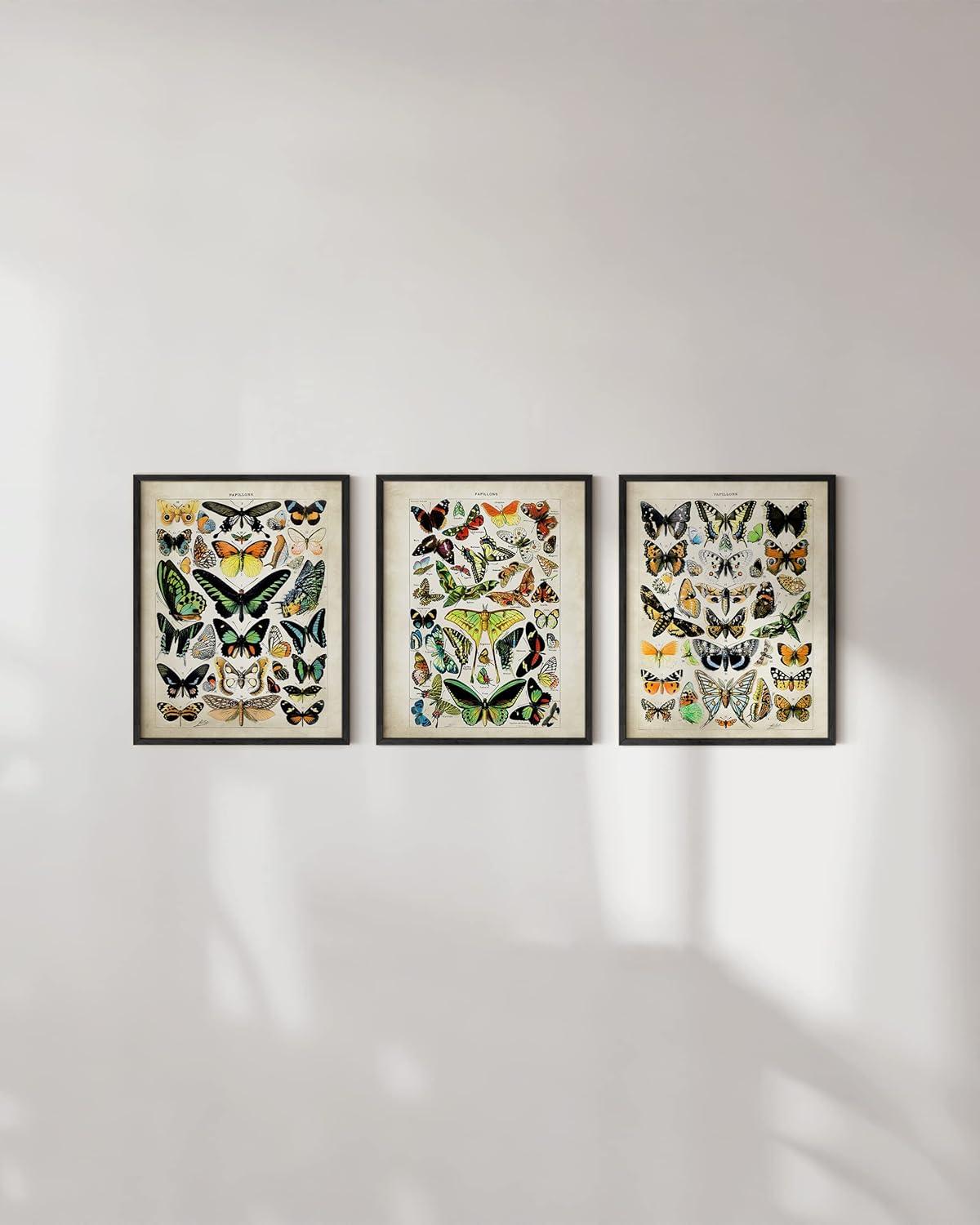 imageHAUS AND HUES Vintage Butterfly Posters  Set of 3 Butterfly Wall Art Vintage Botanical Prints Posters for Room Aesthetic Vintage Pictures Wall Decor Unframed 11x14Adolphe Butterfly