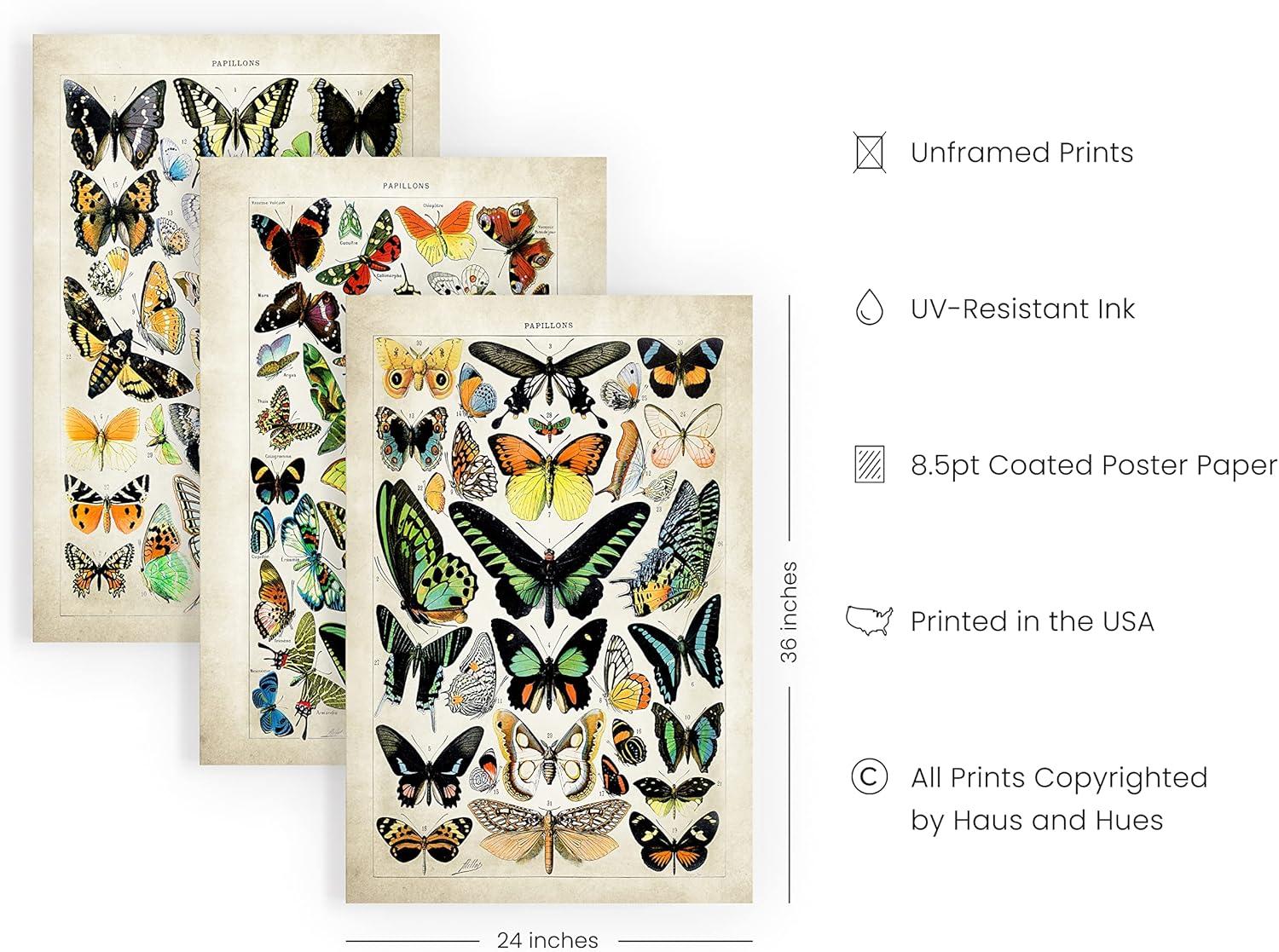 imageHAUS AND HUES Vintage Butterfly Posters  Set of 3 Butterfly Wall Art Vintage Botanical Prints Posters for Room Aesthetic Vintage Pictures Wall Decor Unframed 11x14Adolphe Butterfly