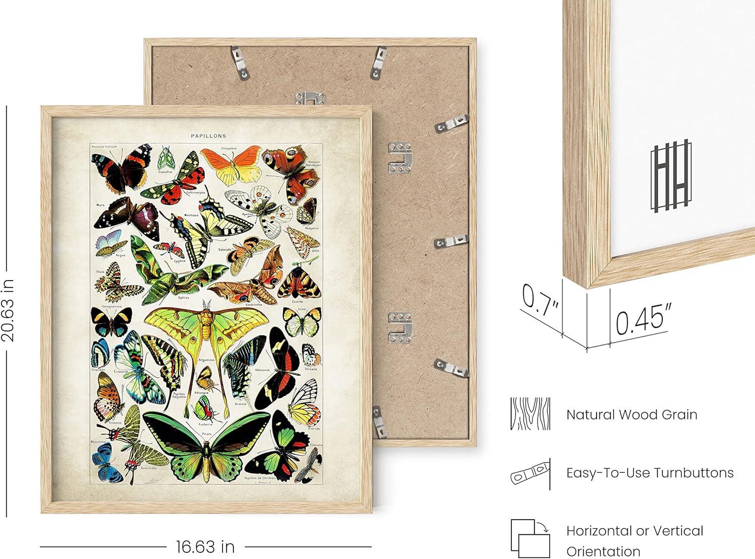 imageHAUS AND HUES Vintage Butterfly Posters  Set of 3 Butterfly Wall Art Vintage Botanical Prints Posters for Room Aesthetic Vintage Pictures Wall Decor Unframed 11x14Adolphe Butterfly