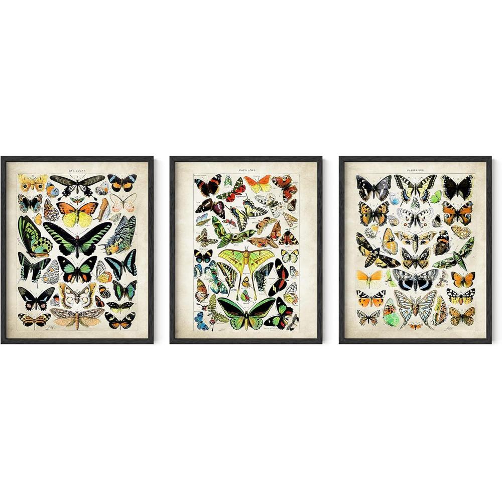 imageHAUS AND HUES Vintage Butterfly Posters  Set of 3 Butterfly Wall Art Vintage Botanical Prints Posters for Room Aesthetic Vintage Pictures Wall Decor Unframed 11x14Adolphe Butterfly