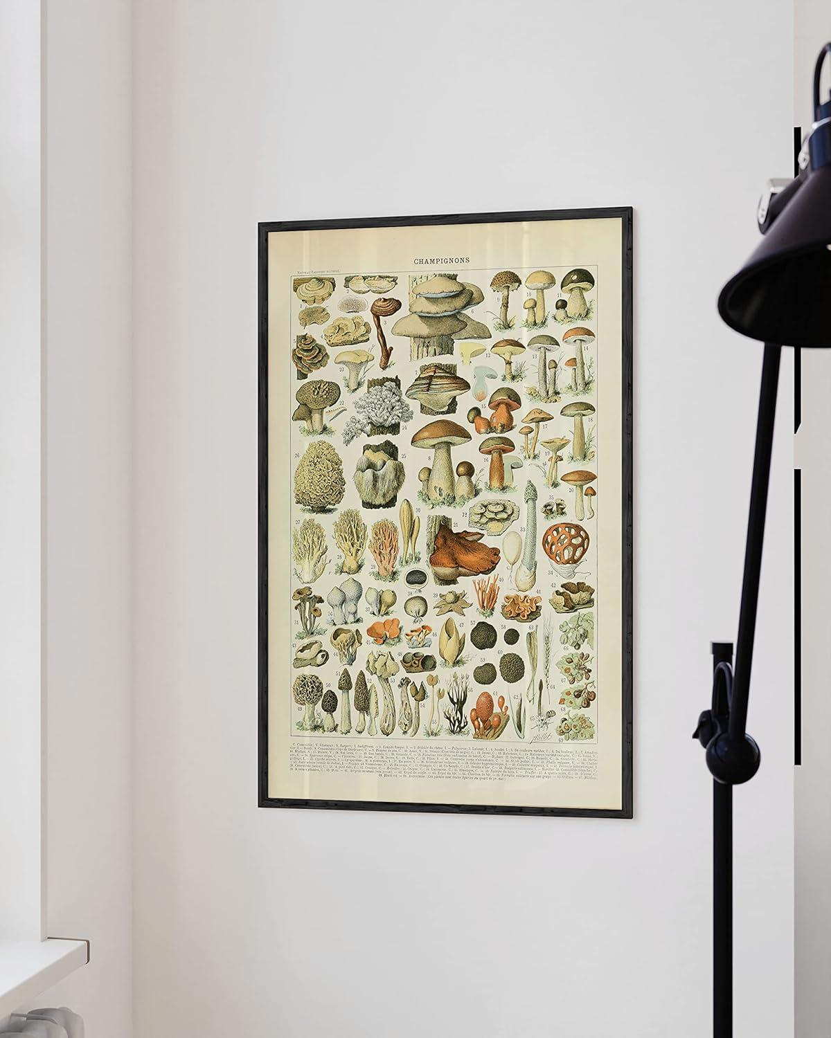 imageHAUS AND HUES Vintage Adolphe Millot Poster  Cottagecore Wall Decor Botanical Chart Vintage Plant Print Botanical Art Black Frame 16x20Mushrooms