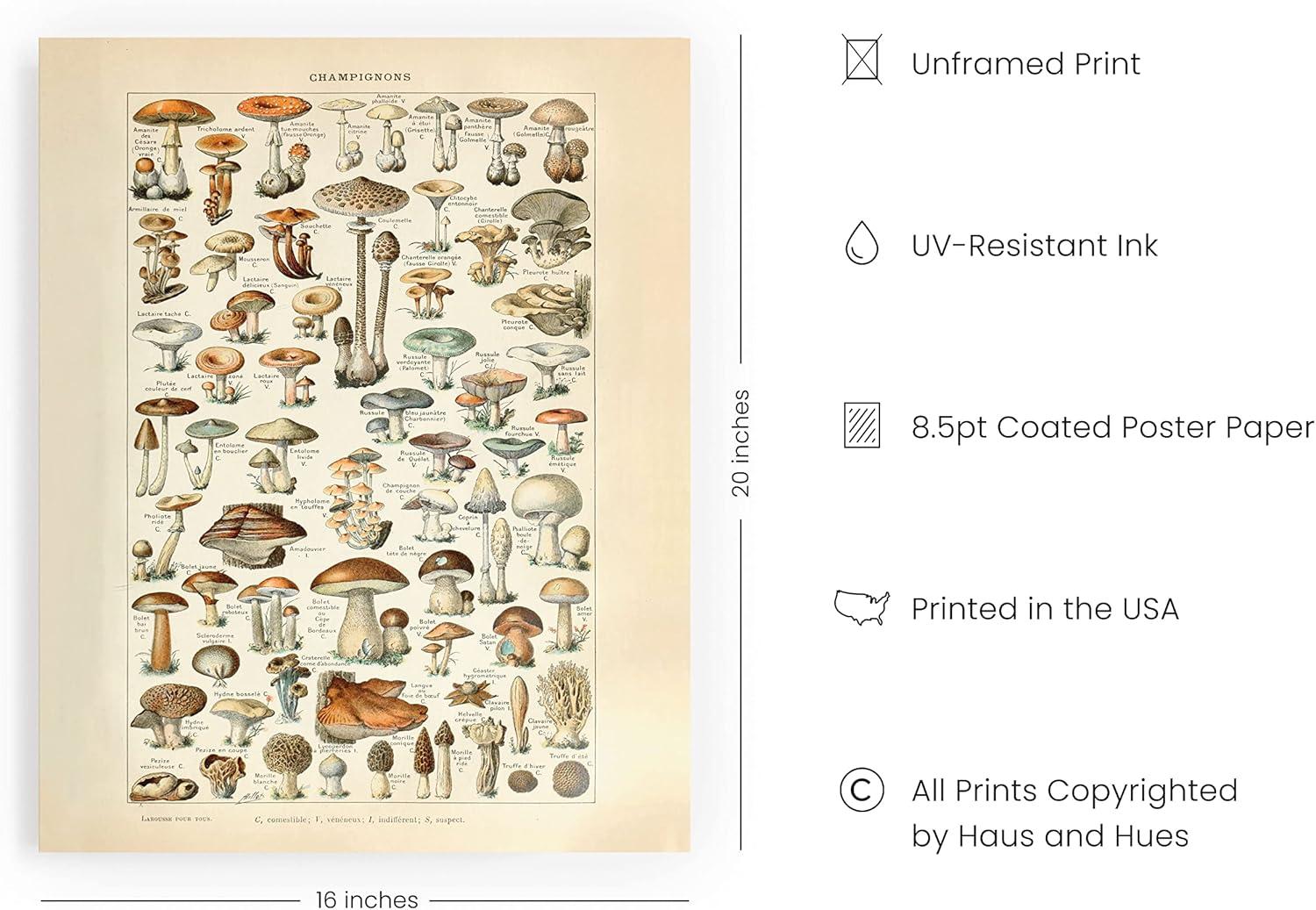 imageHAUS AND HUES Vintage Adolphe Poster ampamp Chart  Adolphe Millot Cottagecore Wall Decor  Vintage Botanical Print 12x16 UnframedMushrooms w Text