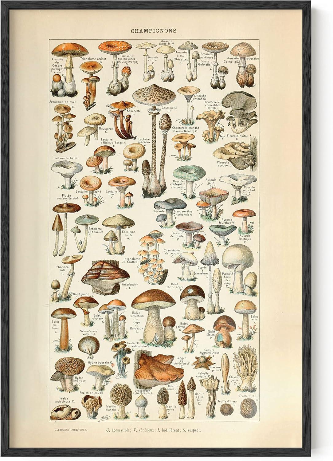 imageHAUS AND HUES Vintage Adolphe Poster ampamp Chart  Adolphe Millot Cottagecore Wall Decor  Vintage Botanical Print 12x16 UnframedMushrooms w Text