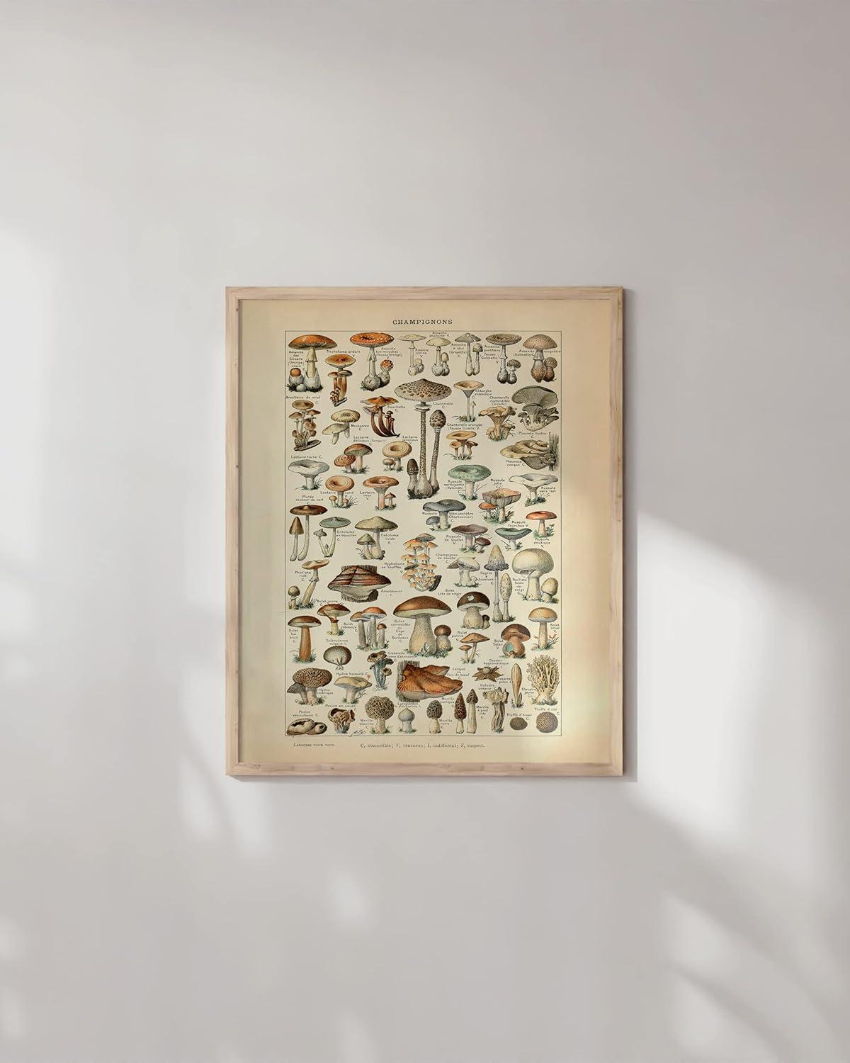 imageHAUS AND HUES Vintage Adolphe Poster ampamp Chart  Adolphe Millot Cottagecore Wall Decor  Vintage Botanical Print 12x16 UnframedMushrooms w Text