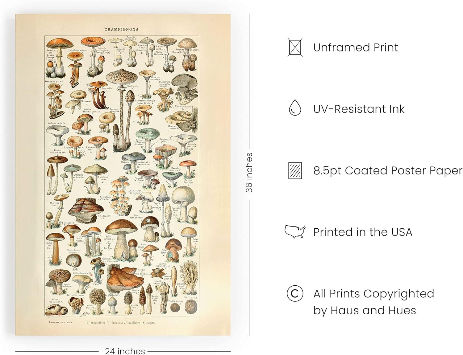 imageHAUS AND HUES Vintage Mushroom Poster  Adolphe Millot Art Print Mushroom Wall Art Botany Cottagecore Wall Dcor Vintage Plant Poster UNFRAMED 12quotx16quotMushrooms w Text