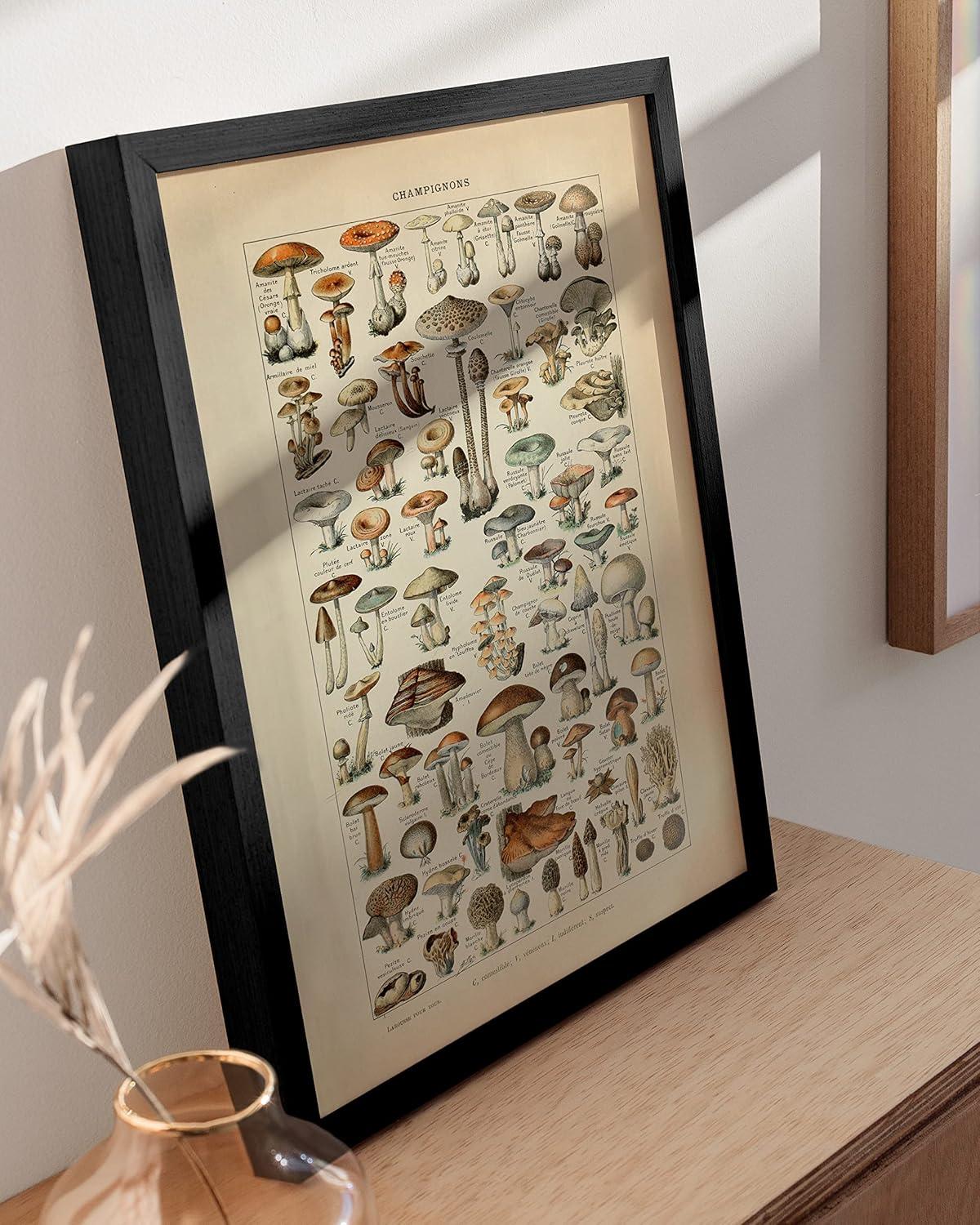 imageHAUS AND HUES Vintage Mushroom Poster  Adolphe Millot Art Print Mushroom Wall Art Botany Cottagecore Wall Dcor Vintage Plant Poster UNFRAMED 12quotx16quotMushrooms w Text