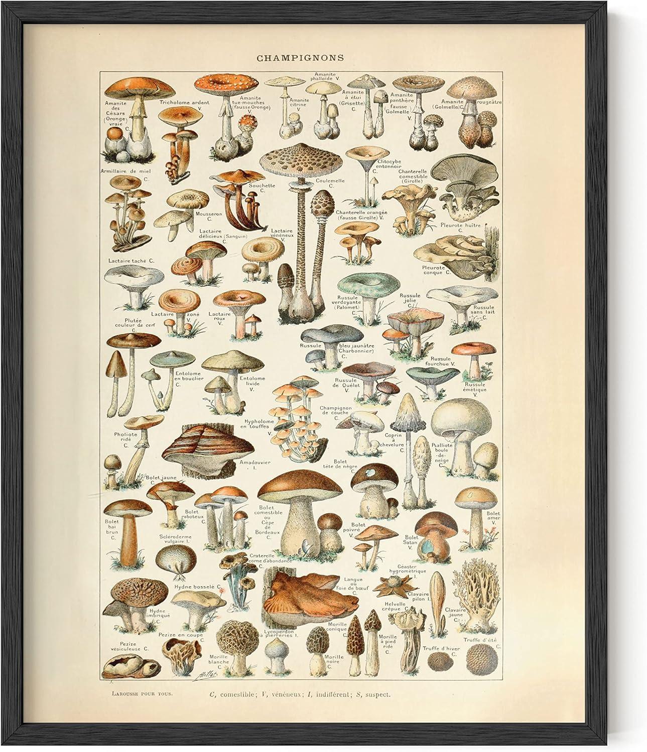 imageHAUS AND HUES Vintage Mushroom Poster  Adolphe Millot Mushroom Wall Art Botanical Print Cottagecore Decor Vintage Plant Poster Black Frame 24x36Mushrooms w Text