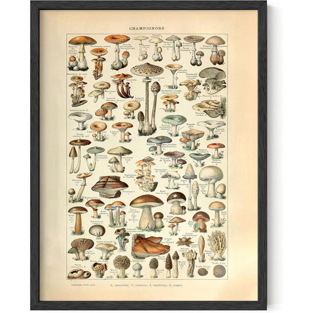 imageHAUS AND HUES Vintage Mushroom Poster  Adolphe Millot Mushroom Wall Art Botanical Print Cottagecore Decor Vintage Plant Poster Beige Frame 24x36Mushrooms w Text