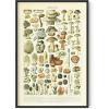 imageHAUS AND HUES Vintage Adolphe Millot Poster  Cottagecore Wall Decor Botanical Chart Vintage Plant Print Botanical Art Black Frame 16x20Mushrooms