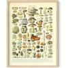 imageHAUS AND HUES Vintage Mushroom Poster  Adolphe Millot Art Print Mushroom Wall Art Botany Cottagecore Wall Dcor Vintage Plant Poster UNFRAMED 12quotx16quotMushrooms