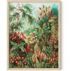 imageHAUS AND HUES Vintage Mushroom Poster  Adolphe Millot Mushroom Wall Art Botanical Print Cottagecore Decor Vintage Plant Poster Unframed 24x36Bush