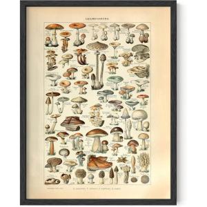 imageHAUS AND HUES Vintage Adolphe Millot Poster  Cottagecore Wall Decor Botanical Chart Vintage Plant Print Botanical Art Beige Frame 16x20Mushrooms w Text