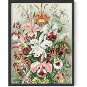 imageHAUS AND HUES Vintage Adolphe Millot Poster  Cottagecore Wall Decor Botanical Chart Vintage Plant Print Botanical Art Black Frame 16x20Flower