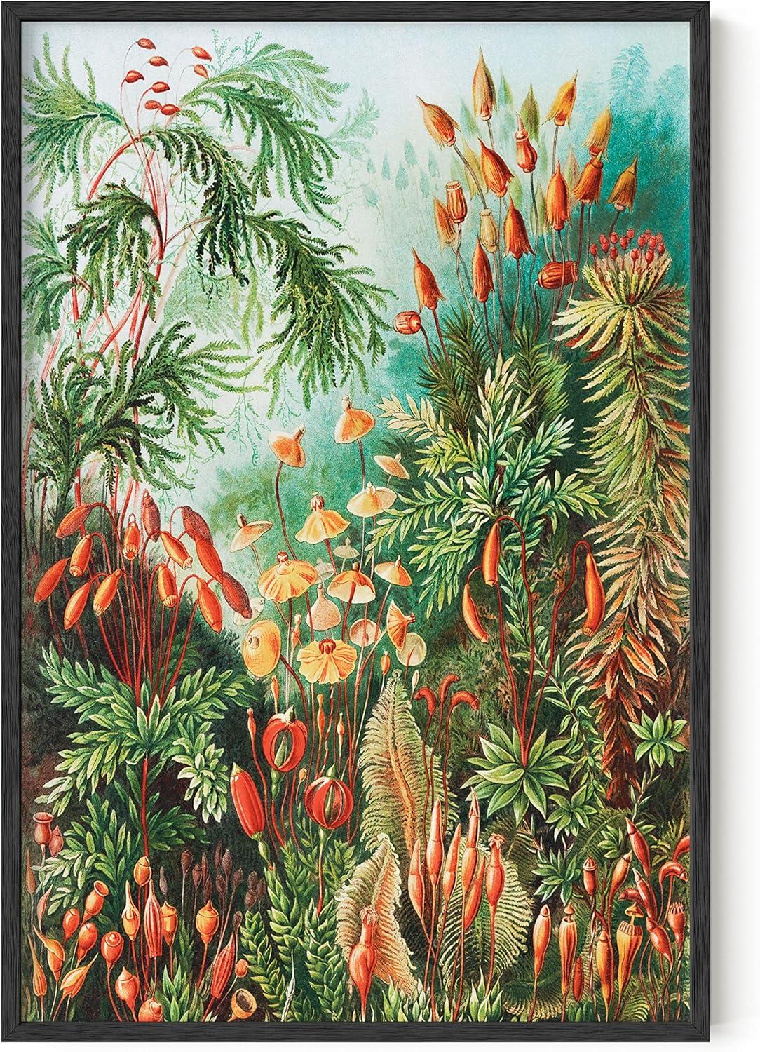 imageHAUS AND HUES Vintage Flower Poster  Haeckel Botanical Wall Art Floral Print Vintage Plant Poster Botanical Decor Unframed 12x16 FlowerBush