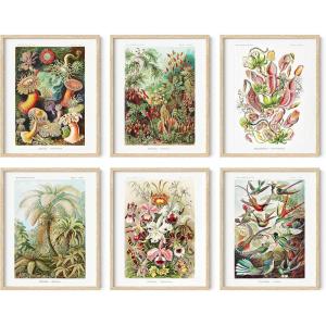 imageHAUS AND HUES Haeckel Botanical Posters  Set of 6 Vintage Plant ampamp Nature Prints  Flower and Botanical Prints UNFRAMED 11quotx14quotErnst Haeckel Set