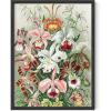 imageHAUS AND HUES Vintage Flower Poster  Ernst Haeckel Botanical Wall Art Floral Print Vintage Plant Poster Haeckel Art Print Black Frame 16x20Flower