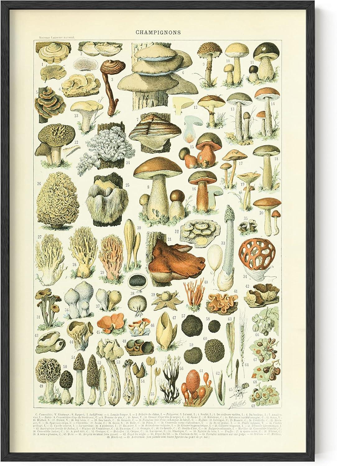 imageHAUS AND HUES Vintage Mushroom Poster  Adolphe Millot Mushroom Wall Art Botanical Print Cottagecore Decor Vintage Plant Poster Black Frame 12x16Mushrooms