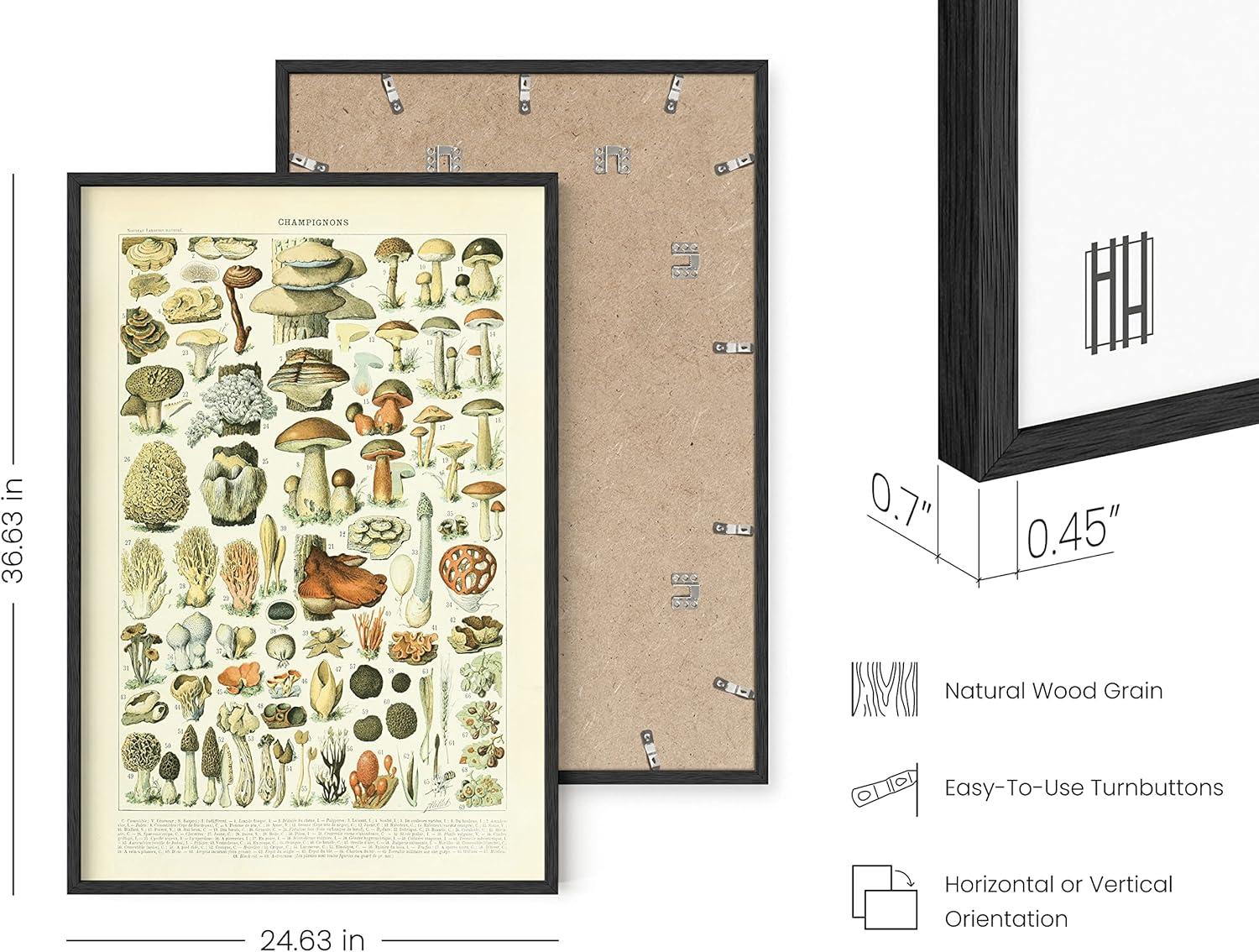 imageHAUS AND HUES Vintage Mushroom Poster  Adolphe Millot Mushroom Wall Art Botanical Print Cottagecore Decor Vintage Plant Poster Black Frame 12x16Mushrooms