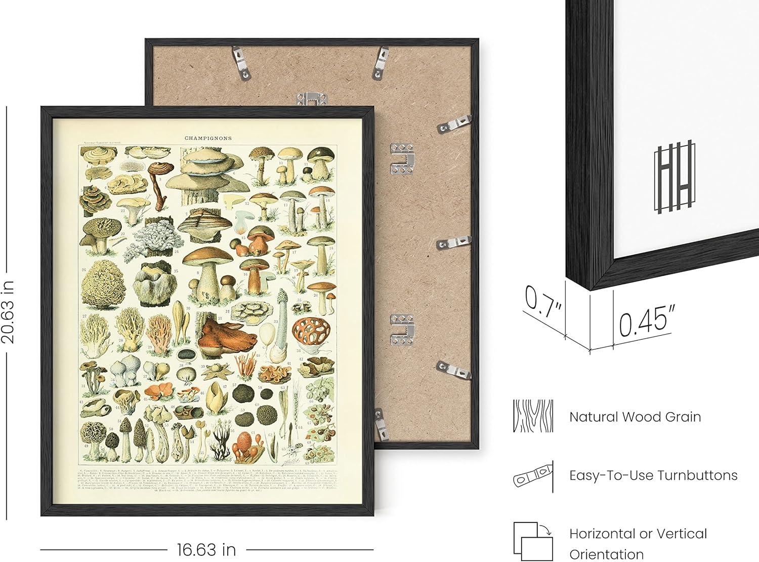 imageHAUS AND HUES Vintage Mushroom Poster  Adolphe Millot Mushroom Wall Art Botanical Print Cottagecore Decor Vintage Plant Poster Black Frame 12x16Mushrooms