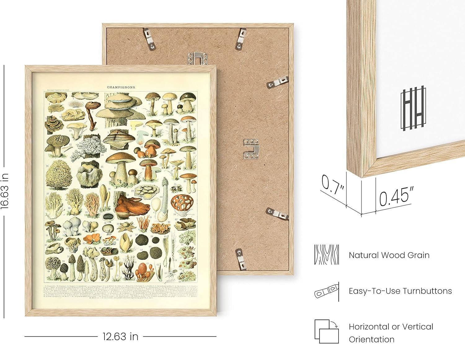 imageHAUS AND HUES Vintage Mushroom Poster  Adolphe Millot Mushroom Wall Art Botanical Print Cottagecore Decor Vintage Plant Poster Black Frame 12x16Mushrooms