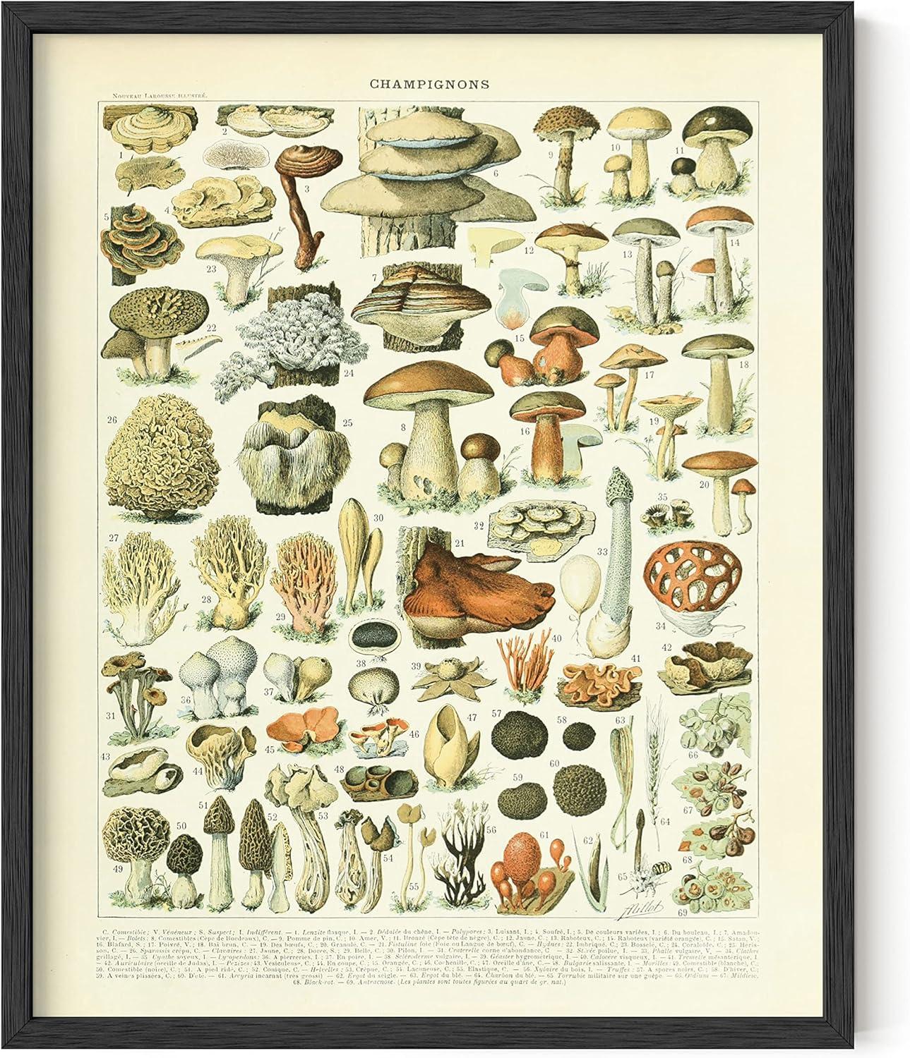 imageHAUS AND HUES Vintage Mushroom Poster  Adolphe Millot Mushroom Wall Art Botanical Print Cottagecore Decor Vintage Plant Poster Black Frame 12x16Mushrooms