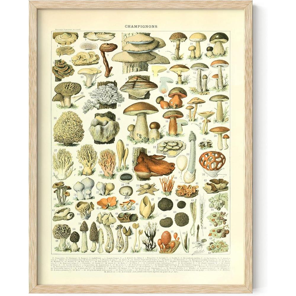 imageHAUS AND HUES Vintage Mushroom Poster  Adolphe Millot Mushroom Wall Art Botanical Print Cottagecore Decor Vintage Plant Poster Black Frame 12x16Mushrooms