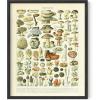 imageHAUS AND HUES Vintage Mushroom Poster  Adolphe Millot Mushroom Wall Art Botanical Print Cottagecore Decor Vintage Plant Poster Black Frame 12x16Mushrooms
