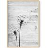 imageHAUS AND HUES Dandelion Wall Art  Vintage Botanical Print for Living Room Unframed 16x20Dandelion