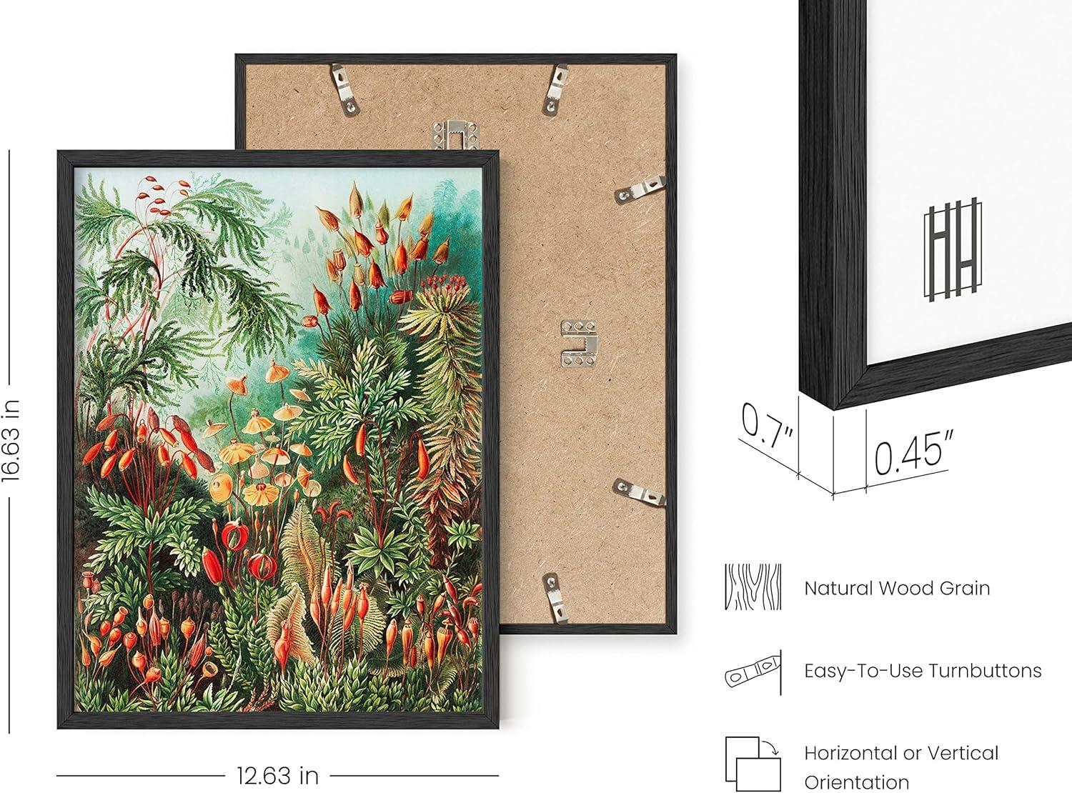 imageHAUS AND HUES Ernst Haeckel Poster  Vintage Botanical Print Flower ampamp Plant Wall Art Cottagecore Decor Haeckel Art Print Black Frame 12x16Bush