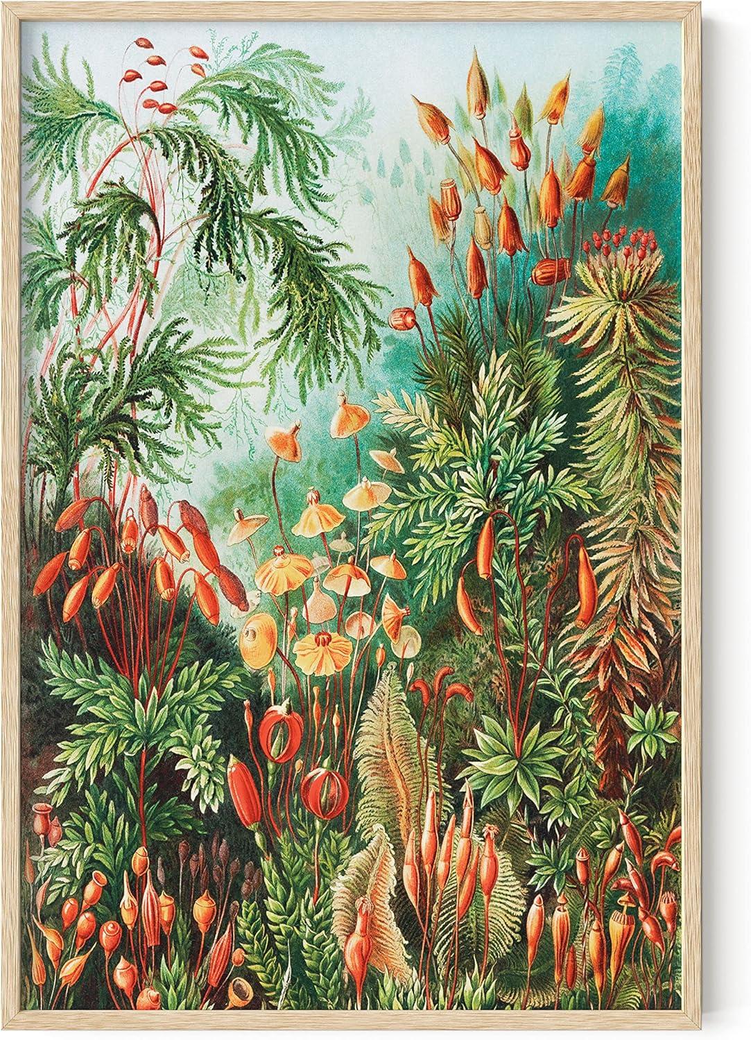 imageHAUS AND HUES Ernst Haeckel Poster  Vintage Botanical Print Flower ampamp Plant Wall Art Cottagecore Decor Haeckel Art Print Black Frame 12x16Bush