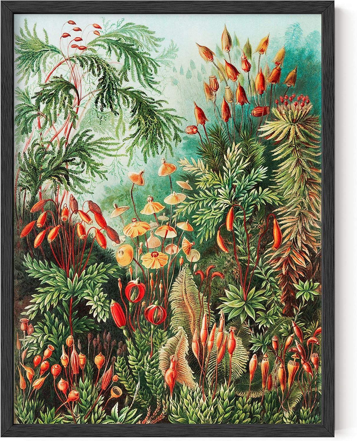 imageHAUS AND HUES Ernst Haeckel Poster  Vintage Botanical Print Flower ampamp Plant Wall Art Cottagecore Decor Haeckel Art Print Black Frame 12x16Bush