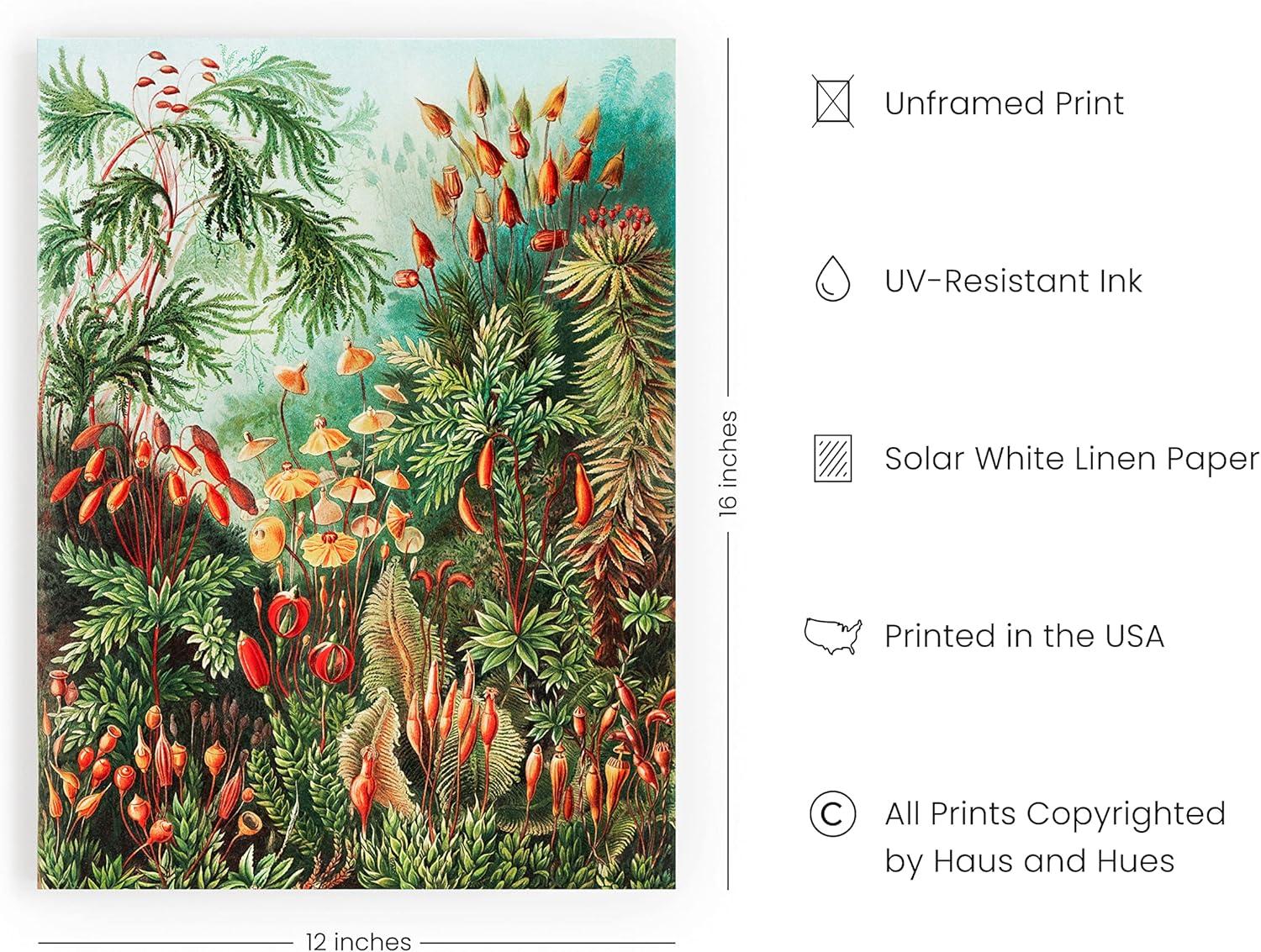 imageHAUS AND HUES Ernst Haeckel Poster  Vintage Botanical Print Flower ampamp Plant Wall Art Cottagecore Decor Haeckel Art Print Black Frame 12x16Bush