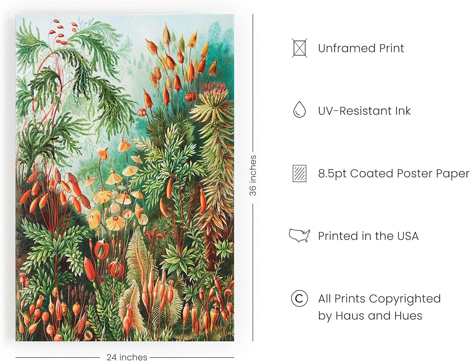 imageHAUS AND HUES Ernst Haeckel Poster  Vintage Botanical Print Flower ampamp Plant Wall Art Cottagecore Decor Haeckel Art Print Black Frame 12x16Bush