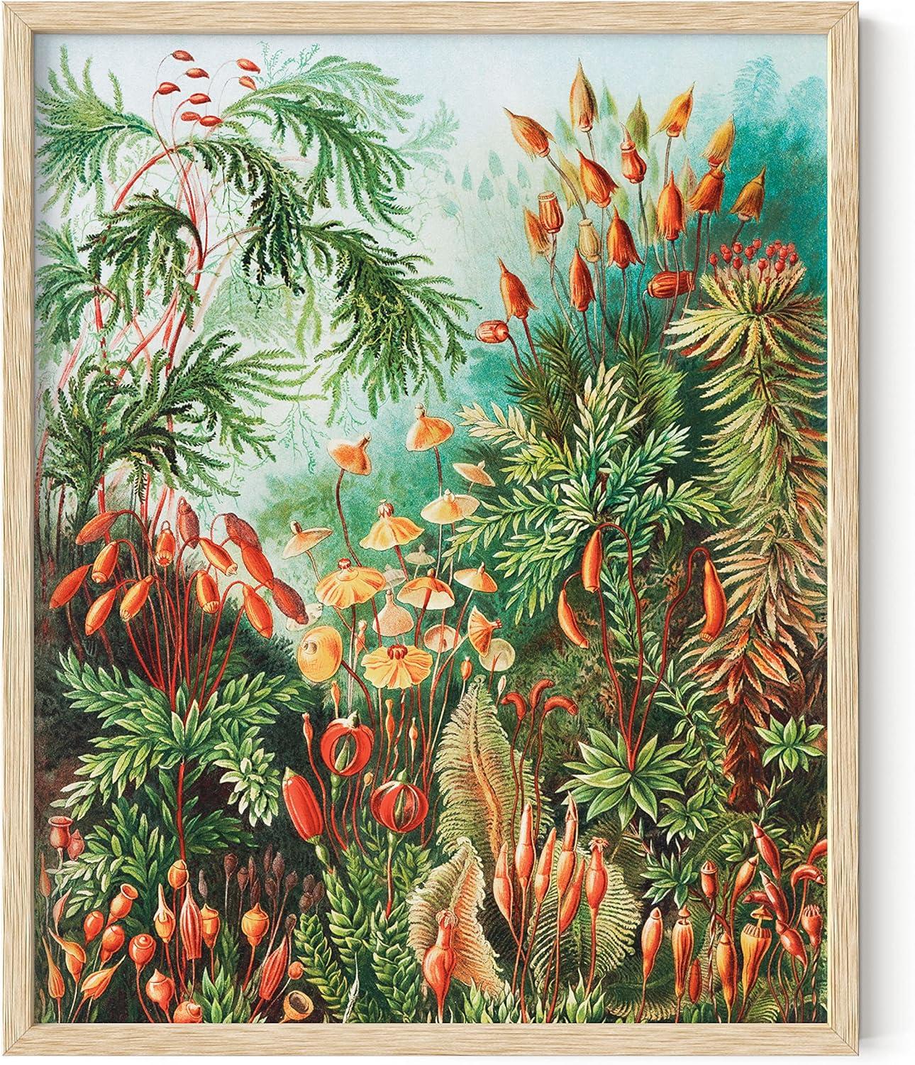 imageHAUS AND HUES Ernst Haeckel Poster  Vintage Botanical Print Flower ampamp Plant Wall Art Cottagecore Decor Haeckel Art Print Black Frame 12x16Bush