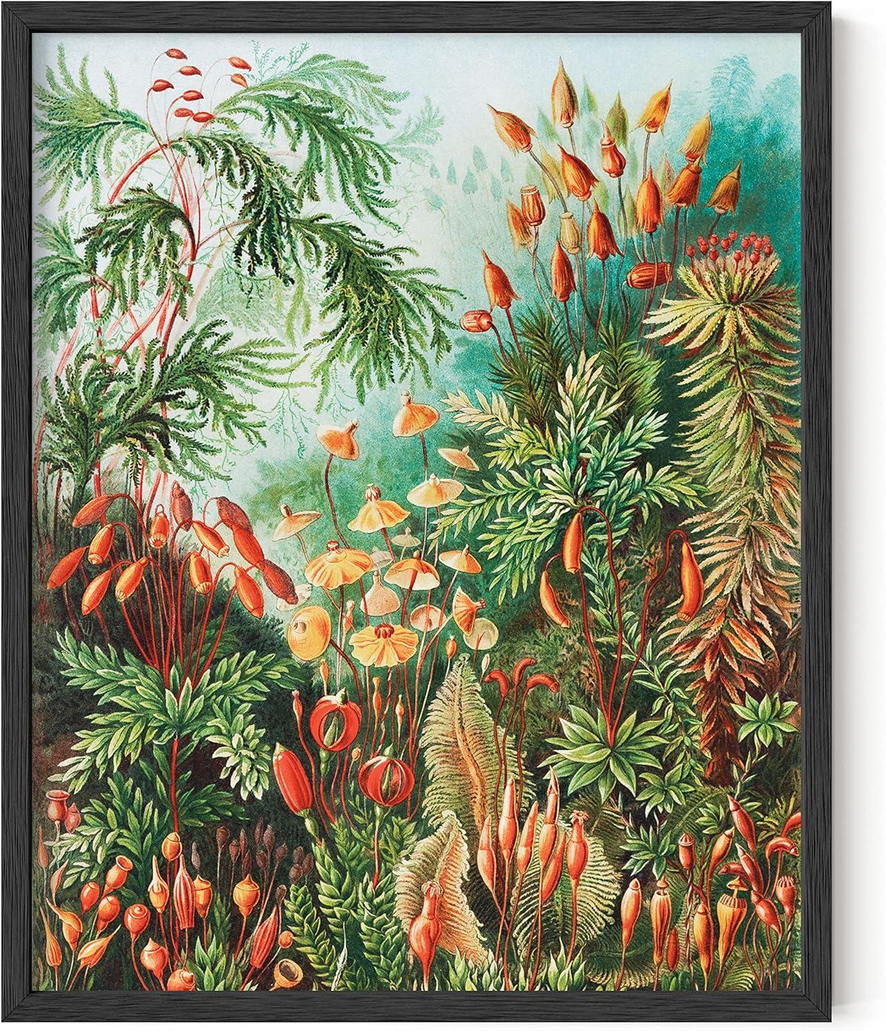 imageHAUS AND HUES Ernst Haeckel Poster  Vintage Botanical Print Flower ampamp Plant Wall Art Cottagecore Decor Haeckel Art Print Black Frame 12x16Bush