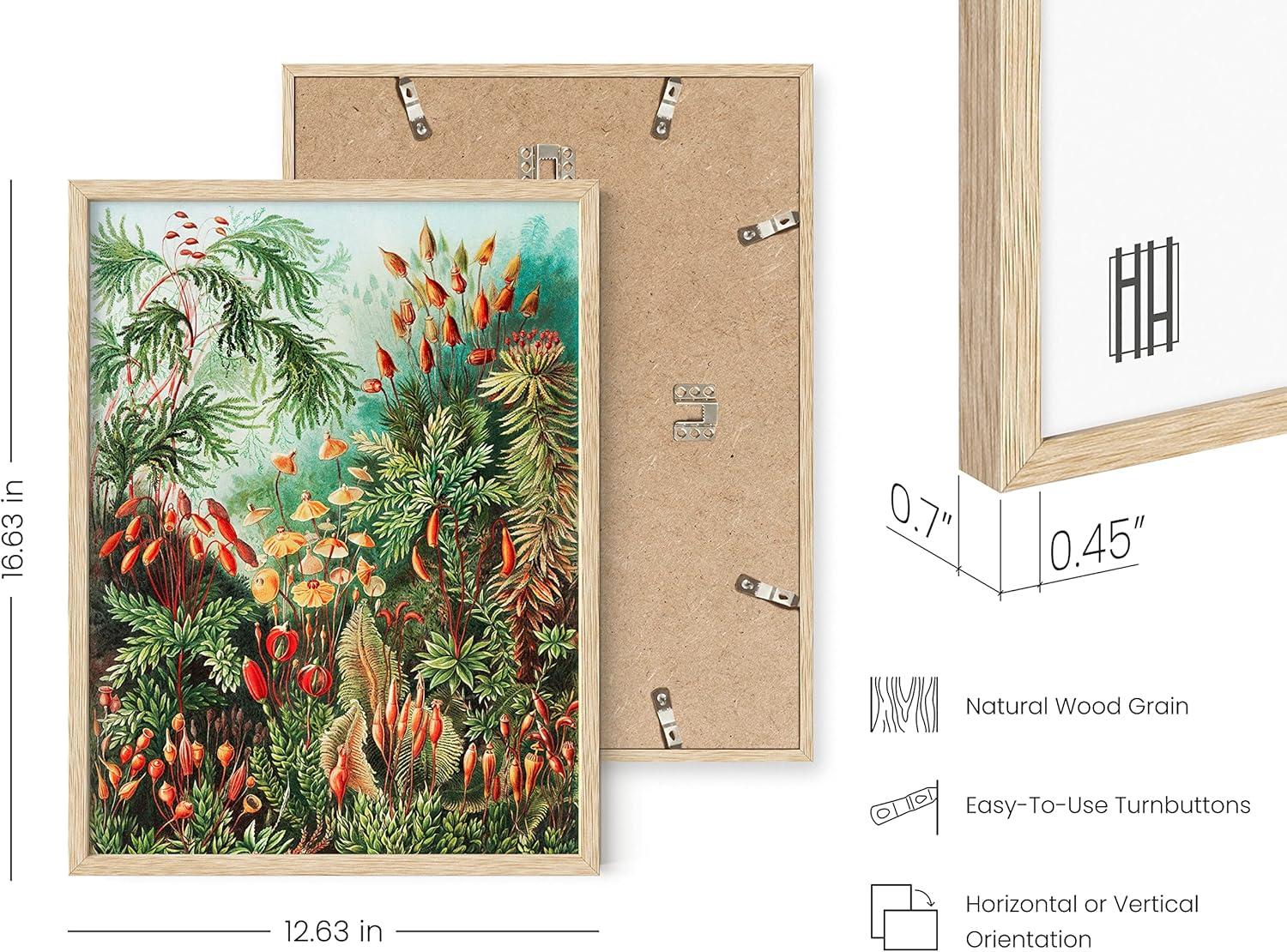 imageHAUS AND HUES Ernst Haeckel Poster  Vintage Botanical Print Flower ampamp Plant Wall Art Cottagecore Decor Haeckel Art Print Black Frame 12x16Bush