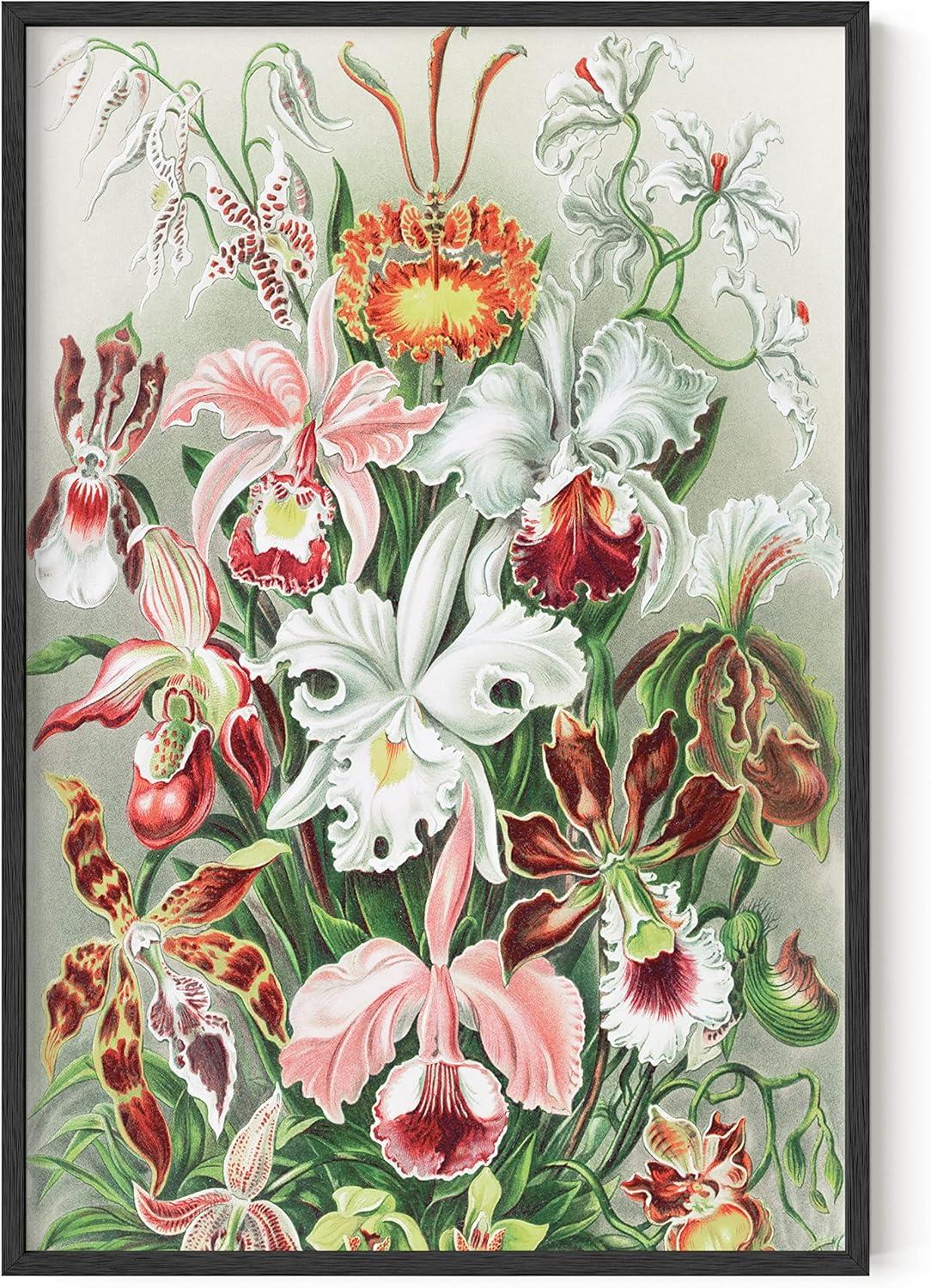 imageHAUS AND HUES Ernst Haeckel Poster  Vintage Botanical Print Flower ampamp Plant Wall Art Cottagecore Decor Haeckel Art Print Black Frame 12x16Flower