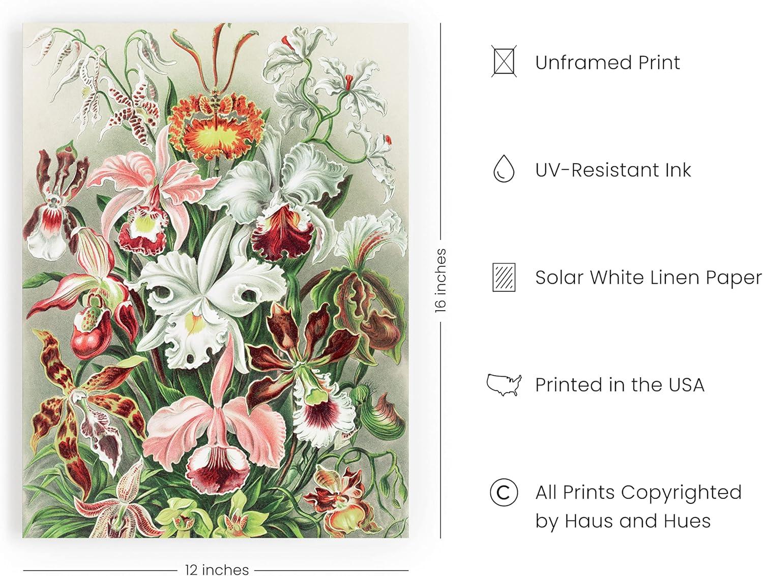 imageHAUS AND HUES Ernst Haeckel Poster  Vintage Botanical Print Flower ampamp Plant Wall Art Cottagecore Decor Haeckel Art Print Black Frame 12x16Flower