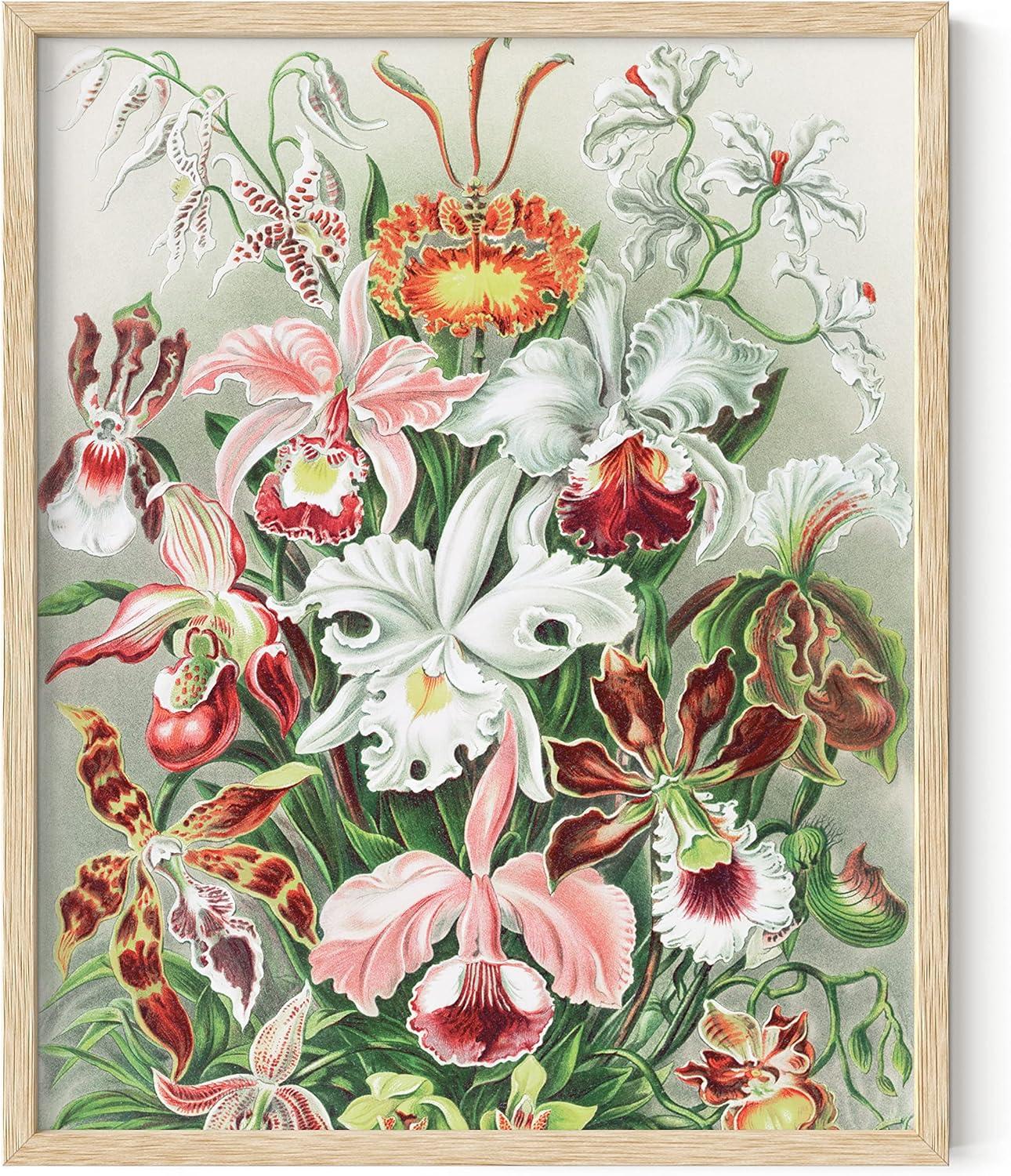 imageHAUS AND HUES Ernst Haeckel Poster  Vintage Botanical Print Flower ampamp Plant Wall Art Cottagecore Decor Haeckel Art Print Black Frame 12x16Flower